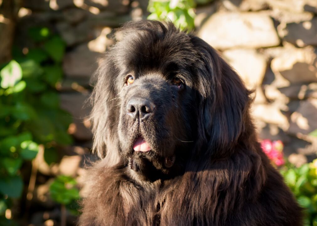 #23. Newfoundland